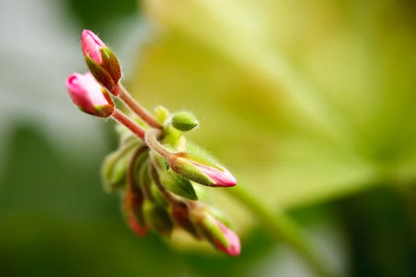Geranium bud expanding extreme macro — Stock Photo, Image