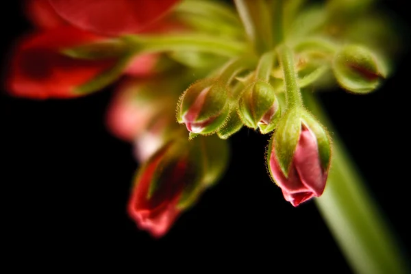 Geranium bud expanding — Stock Photo, Image