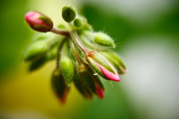 Geranium bud expanding extreme macro — Stock Photo, Image