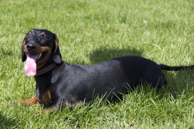 Dachshund