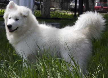 Samoyed dış yapraklar