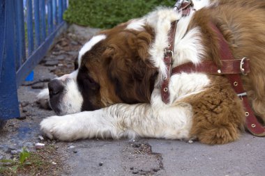 St. Bernard dog clipart