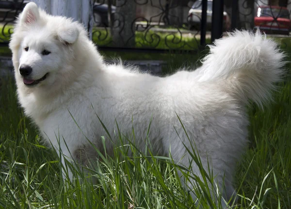 Stock image Samoyed Husky