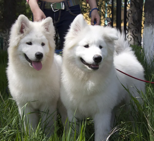 Samoyed dış yapraklar