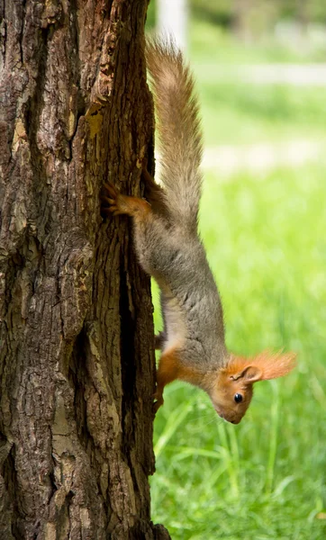 stock image Squirrel