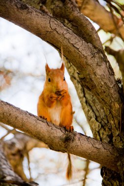 Squirrel clipart