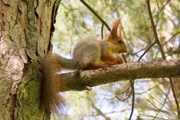 Orava — kuvapankkivalokuva