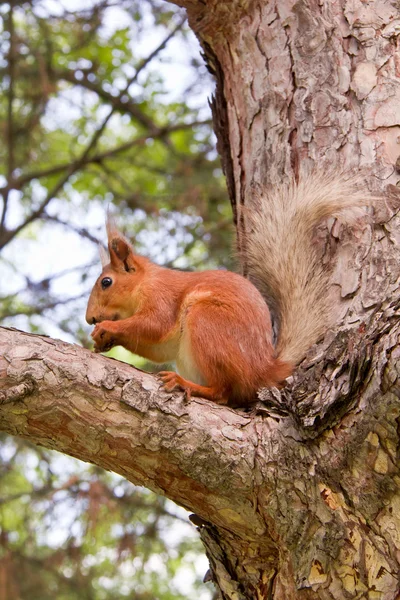 Orava — kuvapankkivalokuva