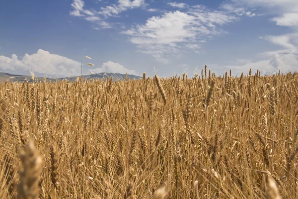 stock image Wheat field