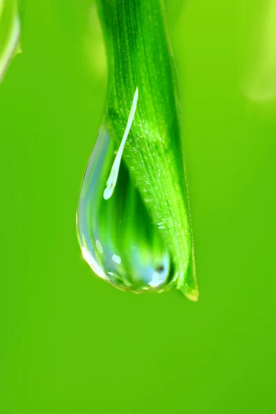 stock image Big water drop