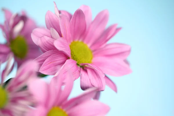 핑크 국화 — 스톡 사진