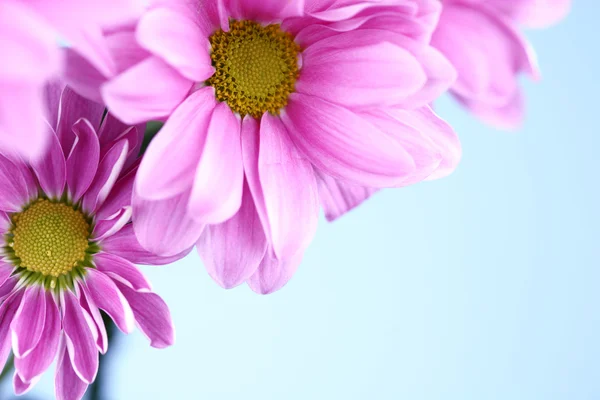 Chryzantema różowa — Zdjęcie stockowe