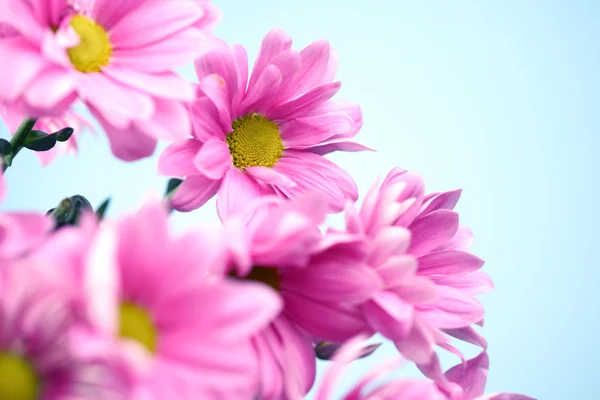 Rosa Chrysantheme — Stockfoto