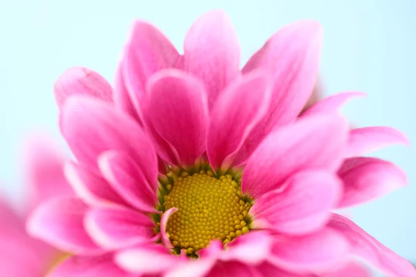 Crisantemo rosa —  Fotos de Stock