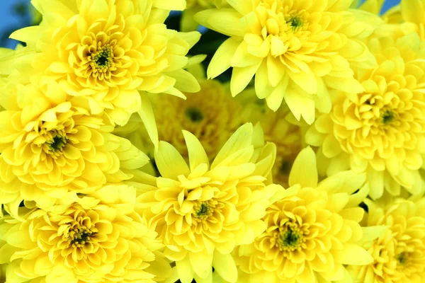 Żółta chryzantema — Zdjęcie stockowe