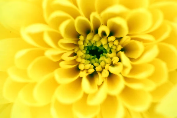 Желтая хризантема — стоковое фото