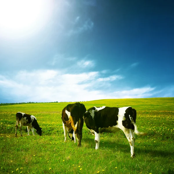 牛景观 — 图库照片