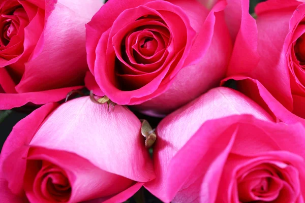 Rosa rosa —  Fotos de Stock