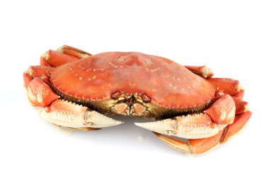 Dungeness crab clipart