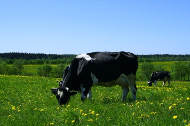 Cow stay on dandelion field clipart