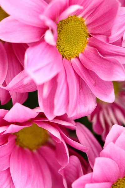 Rosa Chrysantheme — Stockfoto