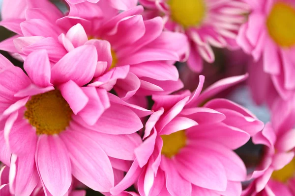 Розовый хризантем — стоковое фото