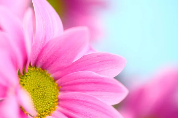 Crisantemo rosa — Foto Stock