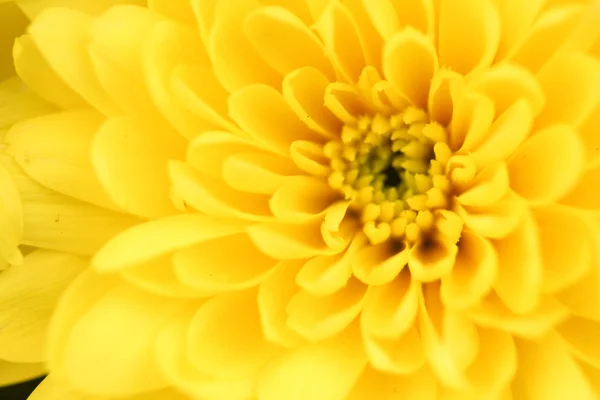 Gelbe Chrysantheme — Stockfoto