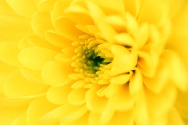 Жовта Хризантема — стокове фото
