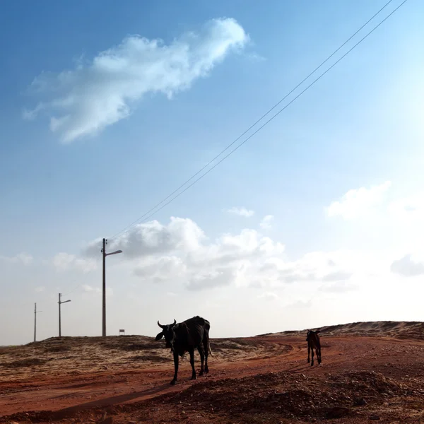 砂漠の牛 — ストック写真