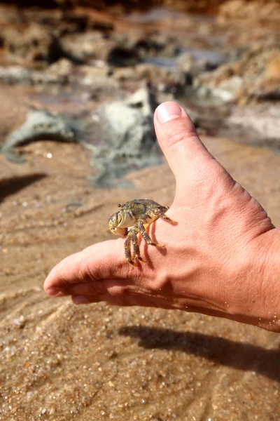 Krabbe zur Hand — Stockfoto