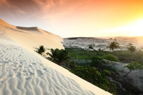 stock image Desert