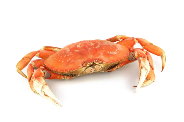 Dungeness crab — Stock Photo, Image