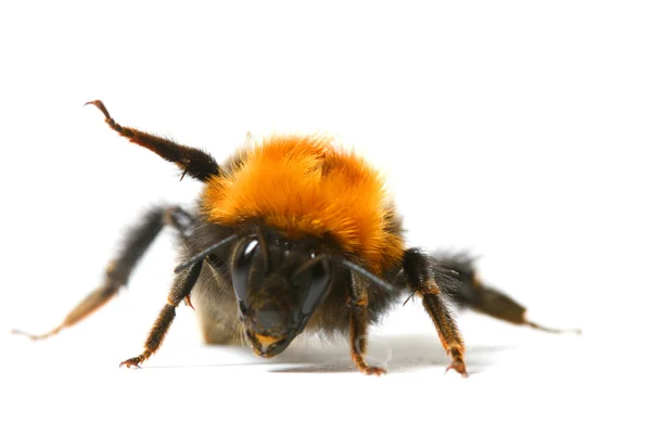 Dans bumble bee — Stok fotoğraf