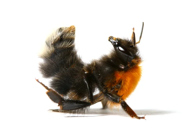 Baile abejorro abeja — Foto de Stock
