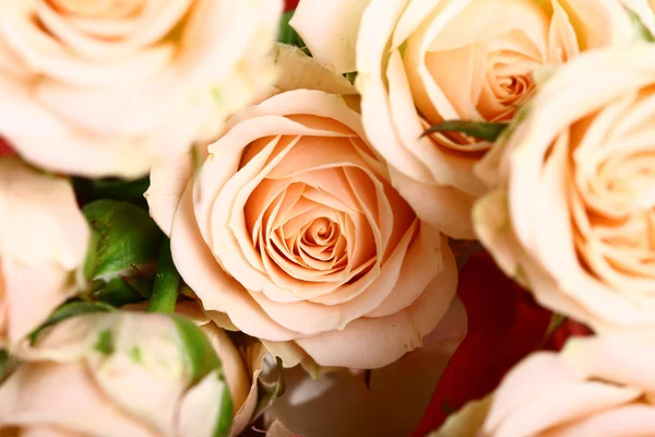 Carte Holyday rose — Photo