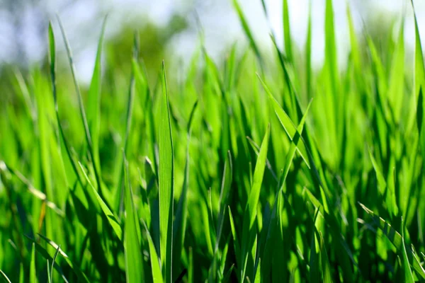 Grama verde fild — Fotografia de Stock