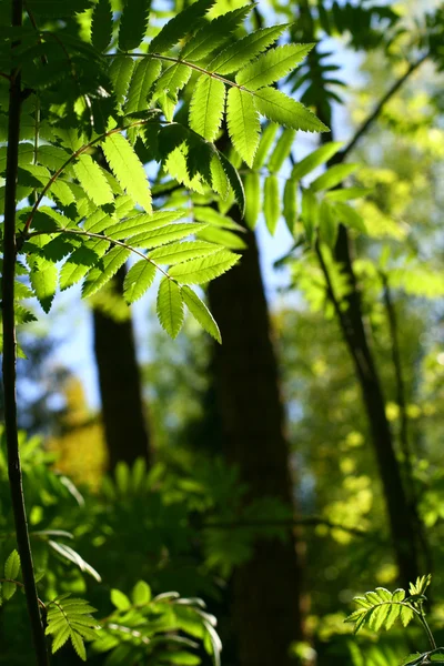 Increíble follaje de hojas verdes — Foto de Stock