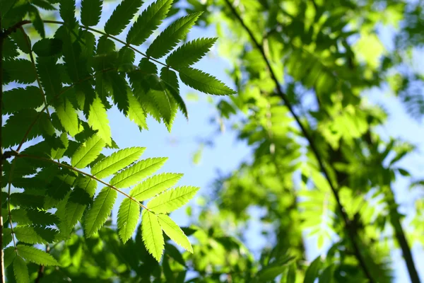 Неймовірне зелене листя — стокове фото