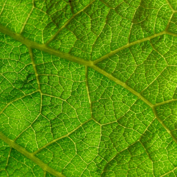 Stock image Green leaf