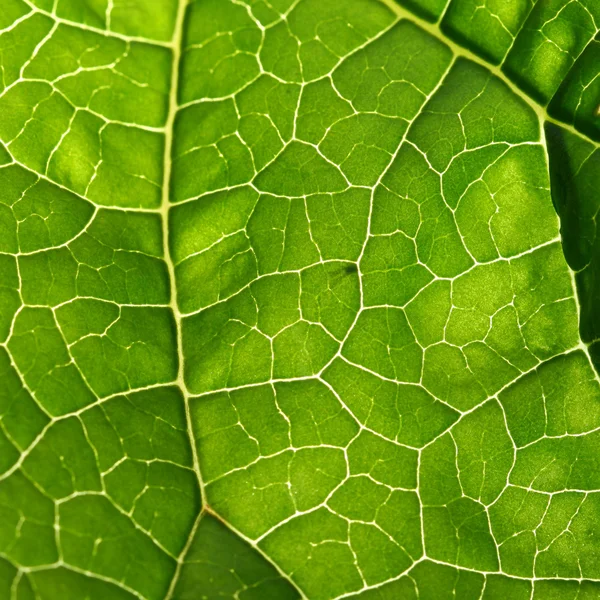 stock image Green leaf