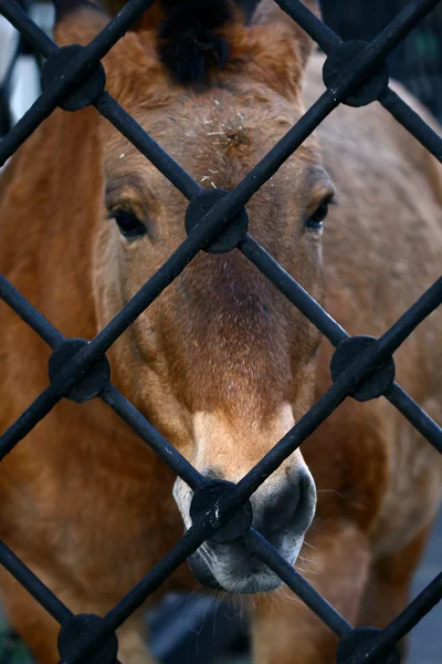 Sad Horse — Stock Photo, Image