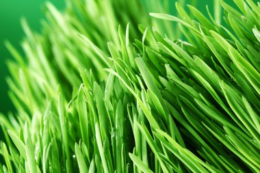 Grass nature background clipart