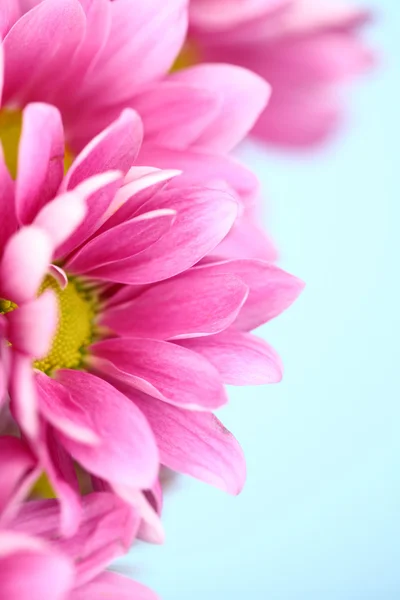 ピンクの菊 — ストック写真