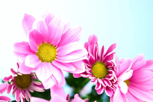 Chryzantéma růžová — Stock fotografie