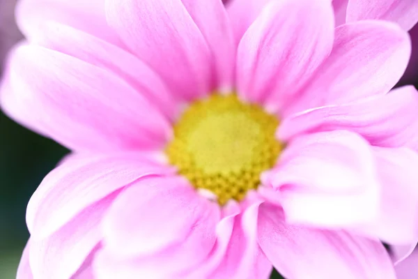 Рожевий хризантеми — стокове фото