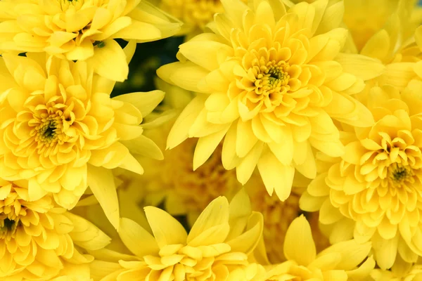 Crisântemo amarelo — Fotografia de Stock