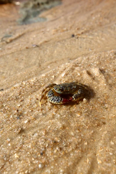 Krab op zand — Stockfoto
