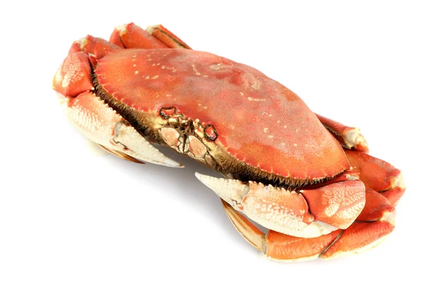 Dungeness crab — Stockfoto