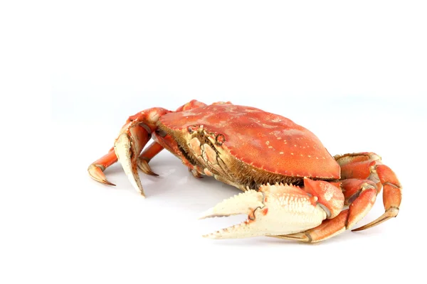 Crabe dormeur — Photo